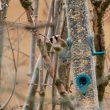 Chardonneret élégant avec une malformation de la tête